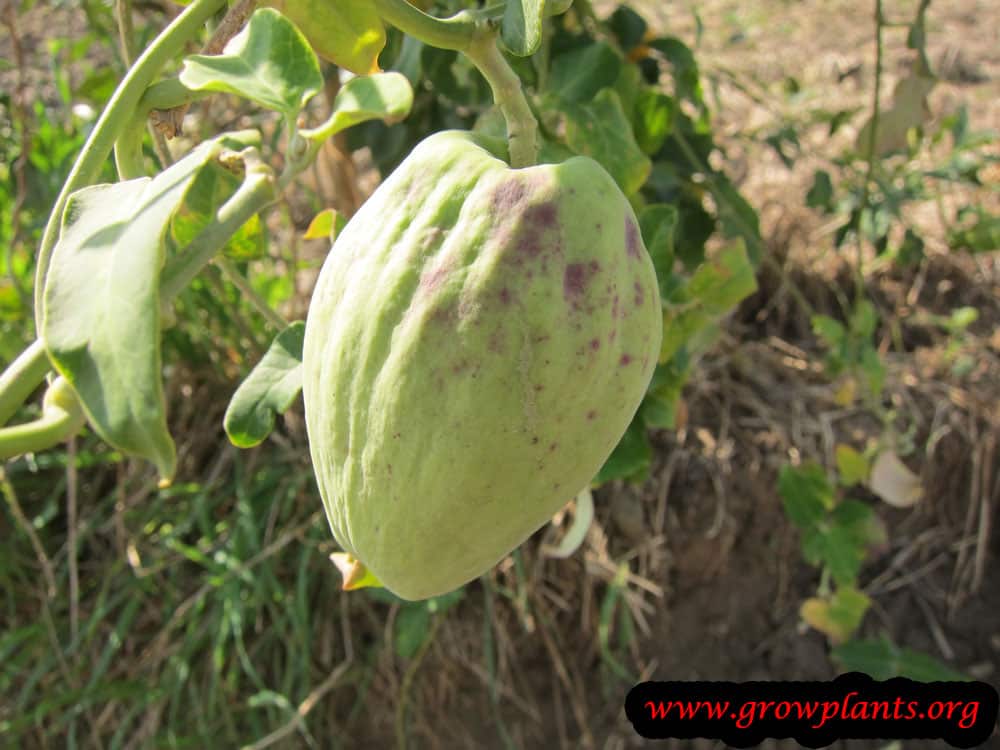 Araujia sericifera