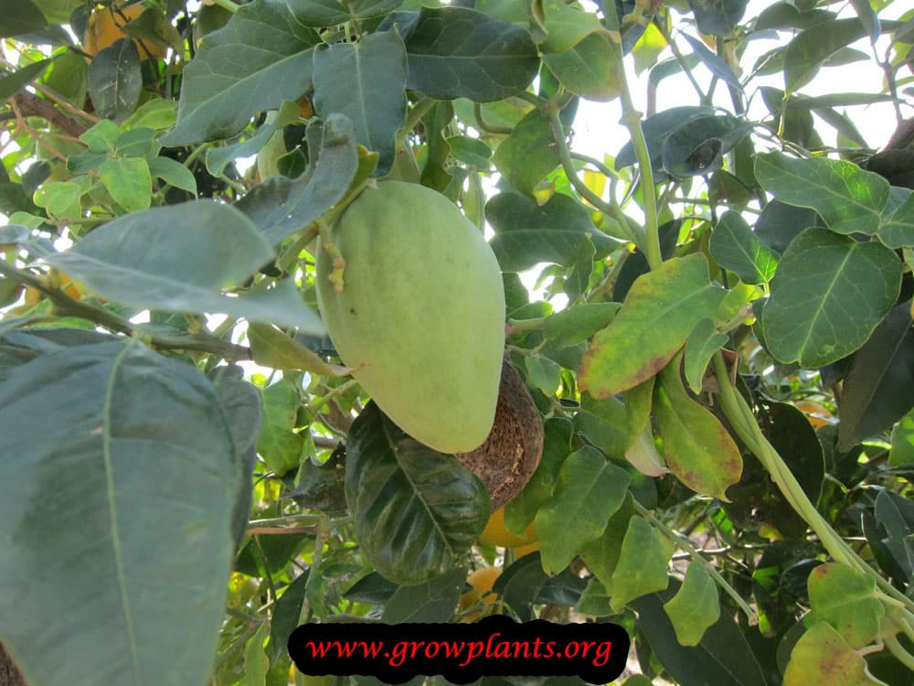 Araujia sericifera plant