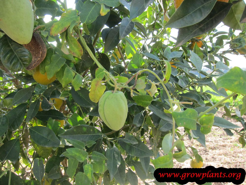 Araujia sericifera fruits