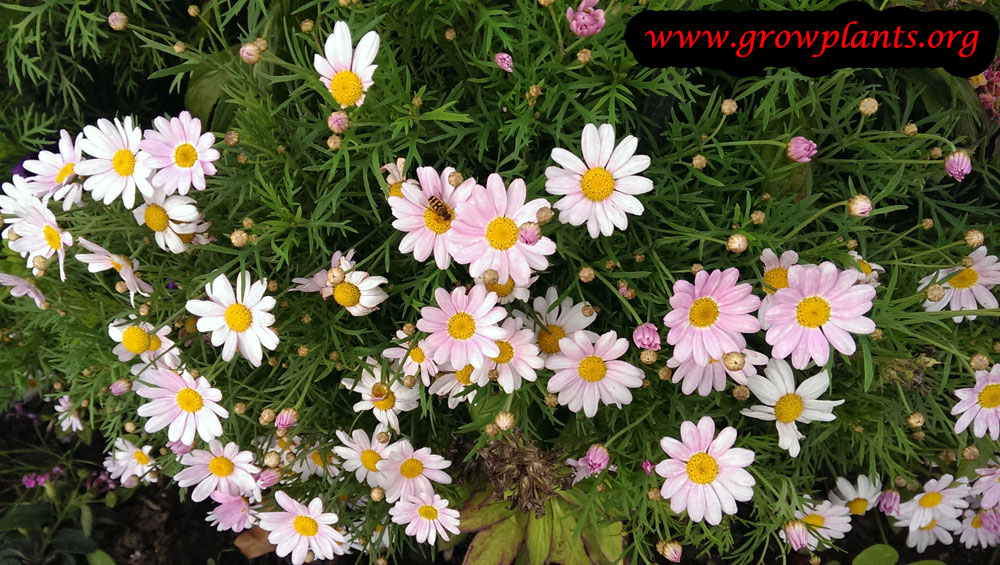 Argyranthemum frutescens - How to grow plants
