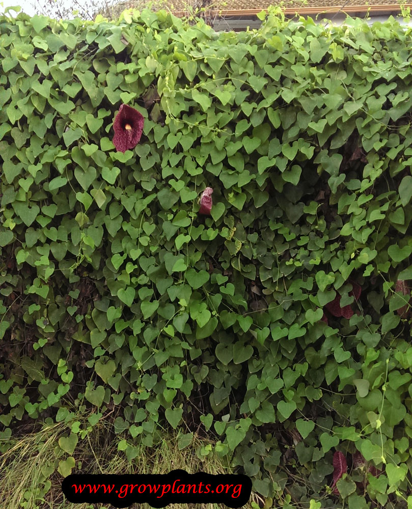 Aristolochia gigantea growing
