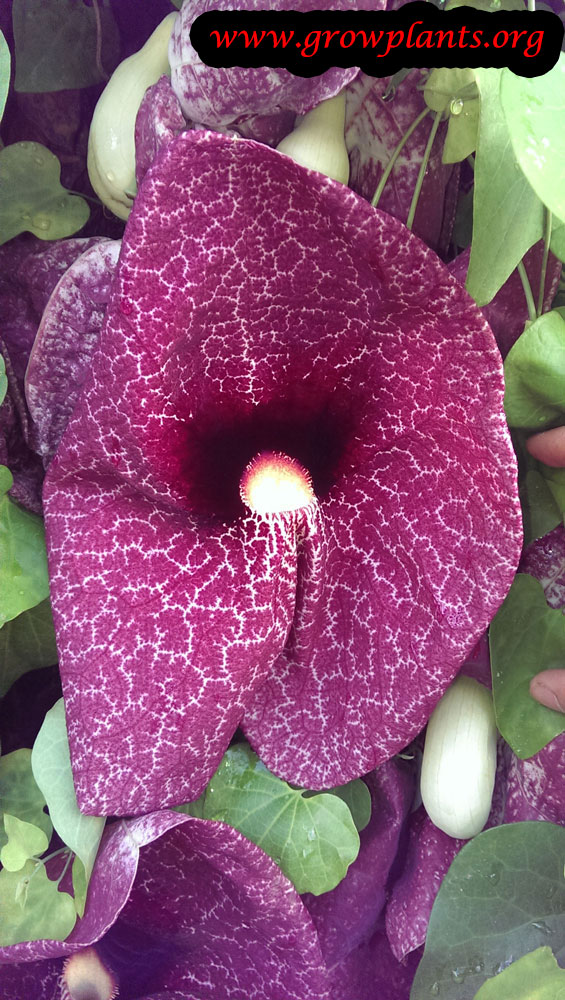 Aristolochia gigantea