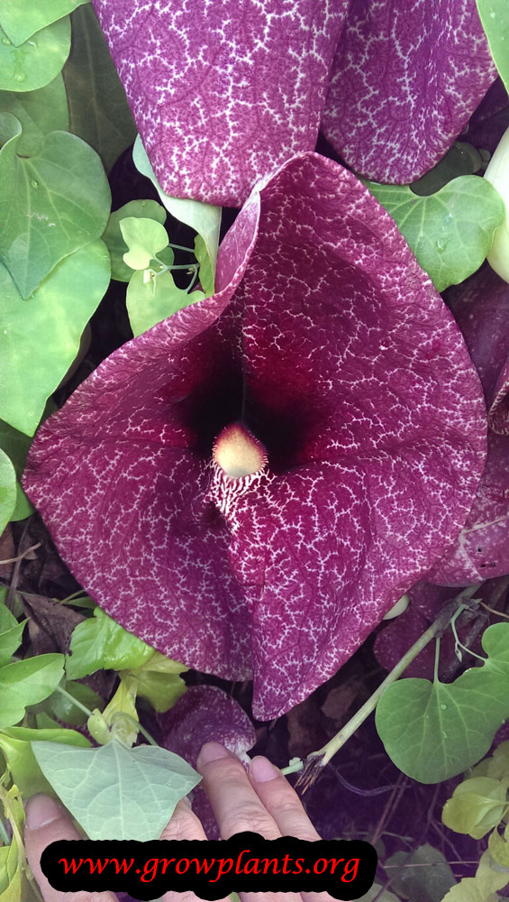 Aristolochia gigantea flower