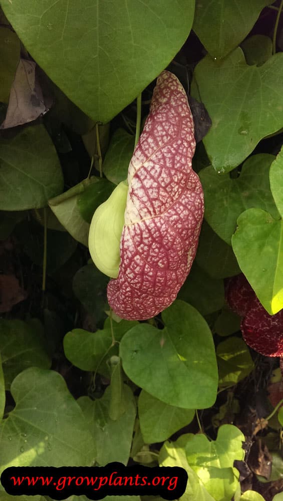 Aristolochia gigantea care
