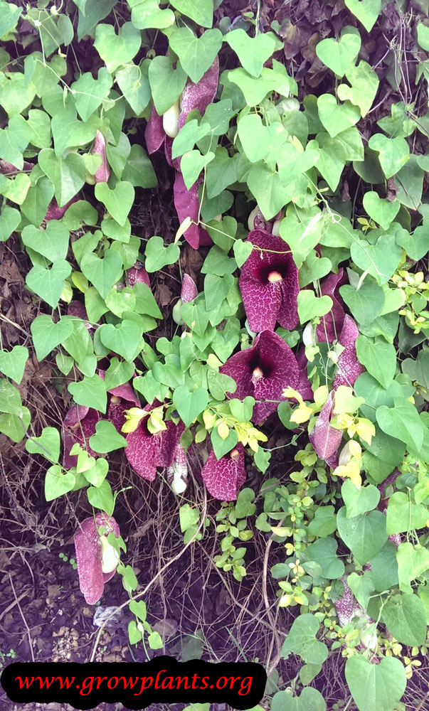 Aristolochia gigantea plant