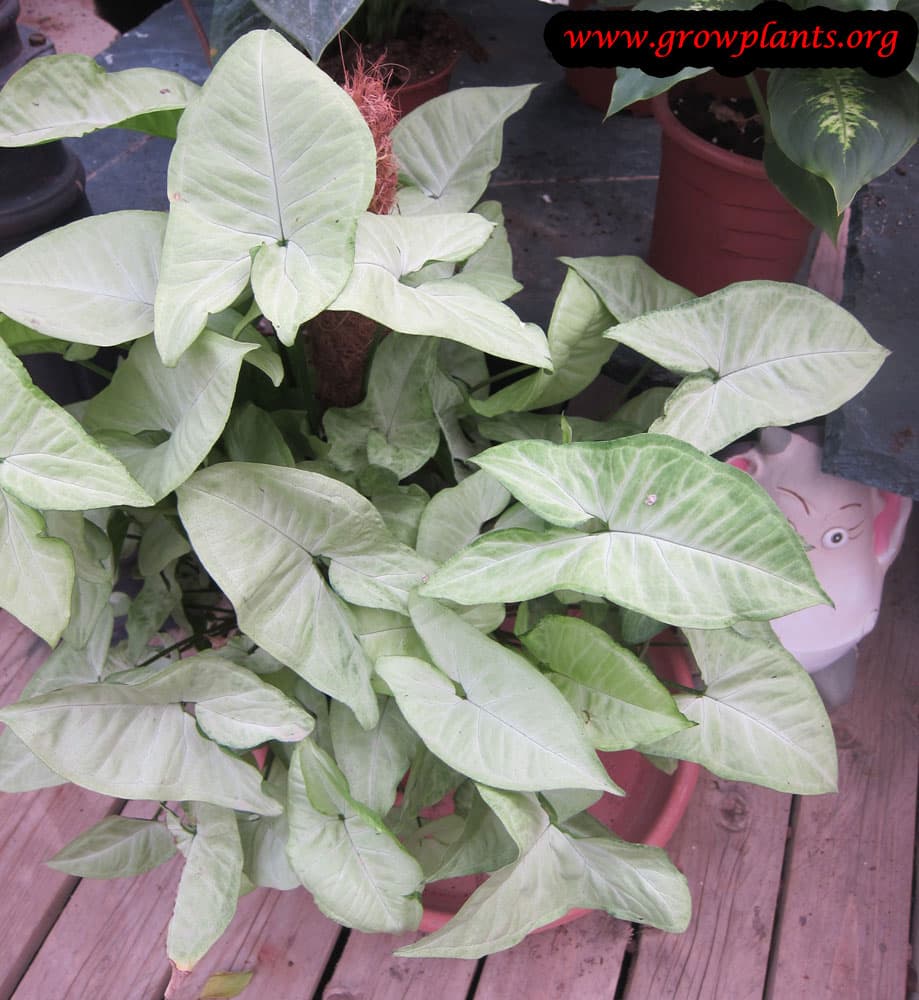 Arrowhead plant How to grow & care