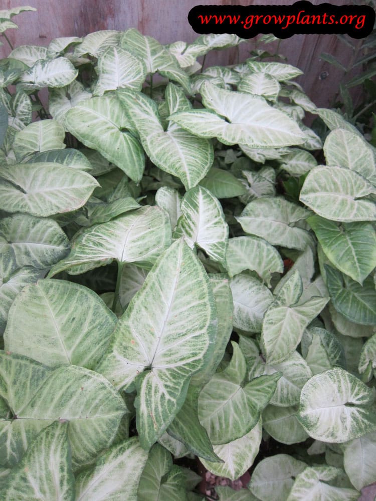 Arrowhead plant How to grow &amp; care