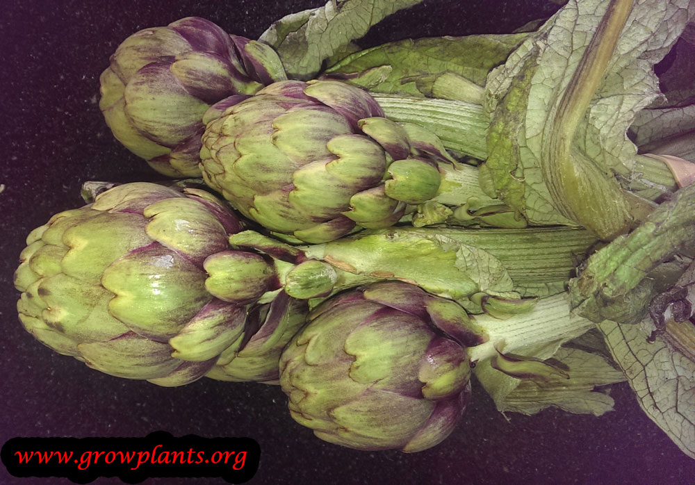 Artichoke plant How to grow plants
