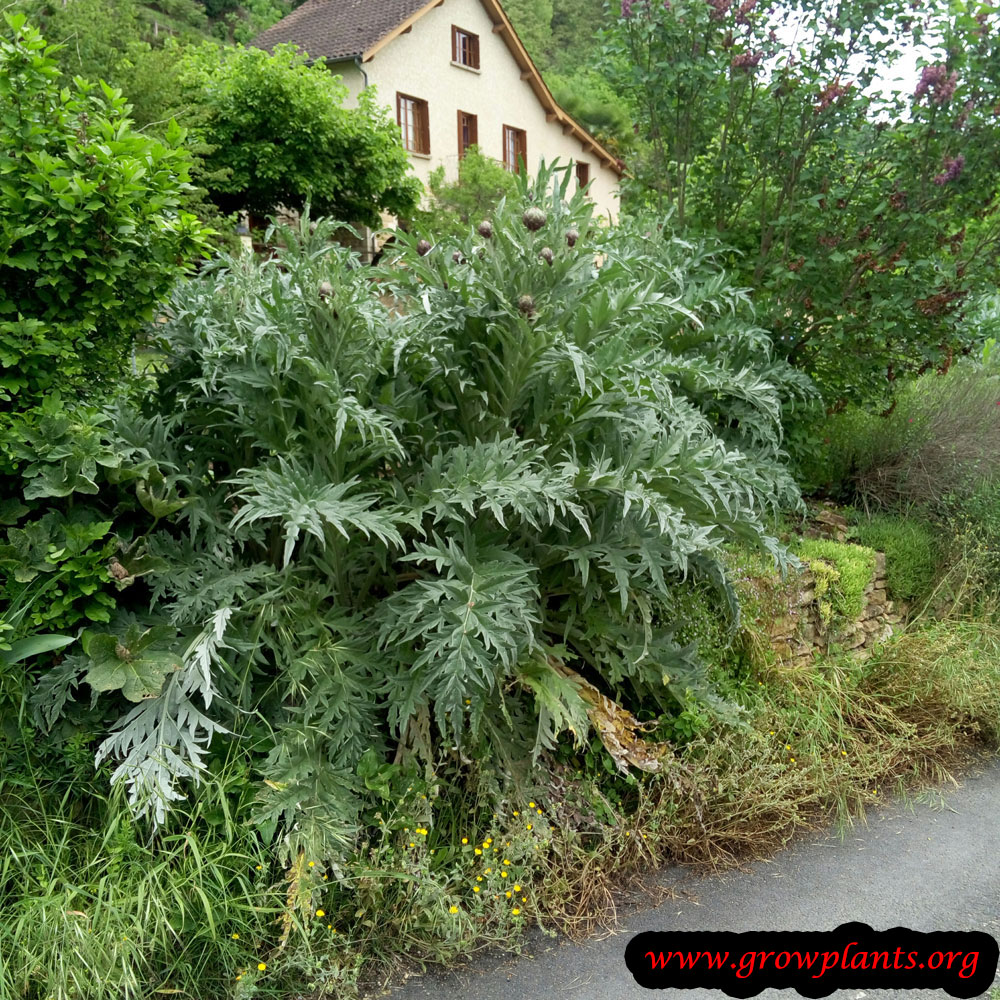 Artichoke plant How to grow & care