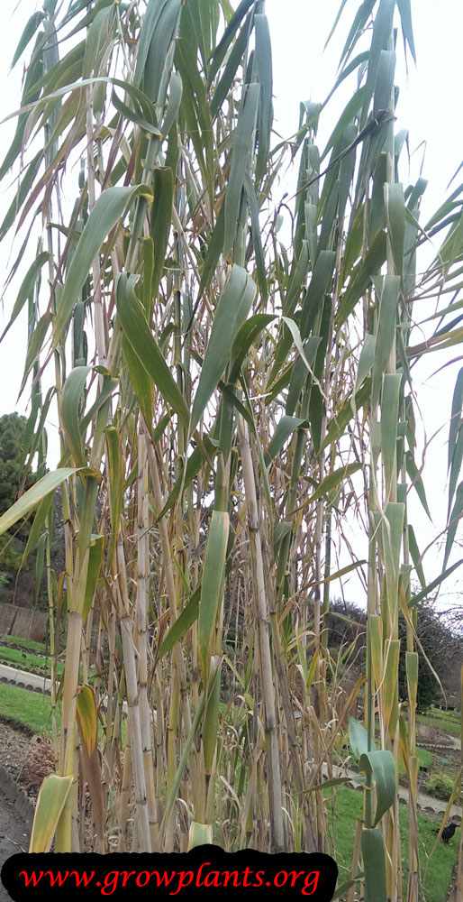 Arundo donax plant