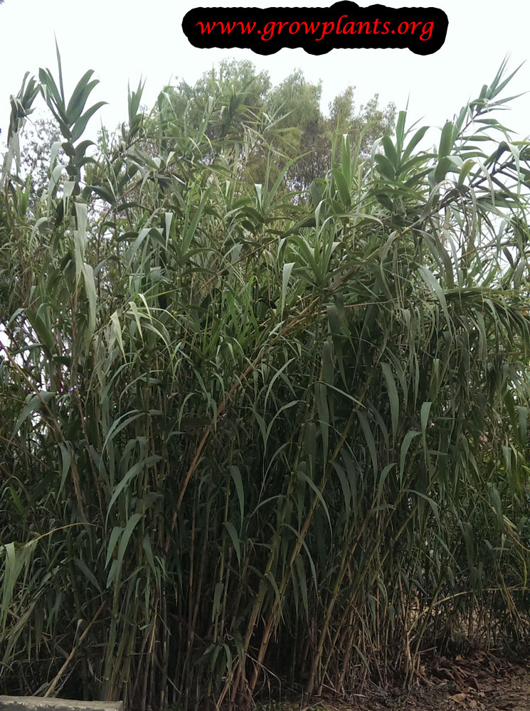 Arundo donax