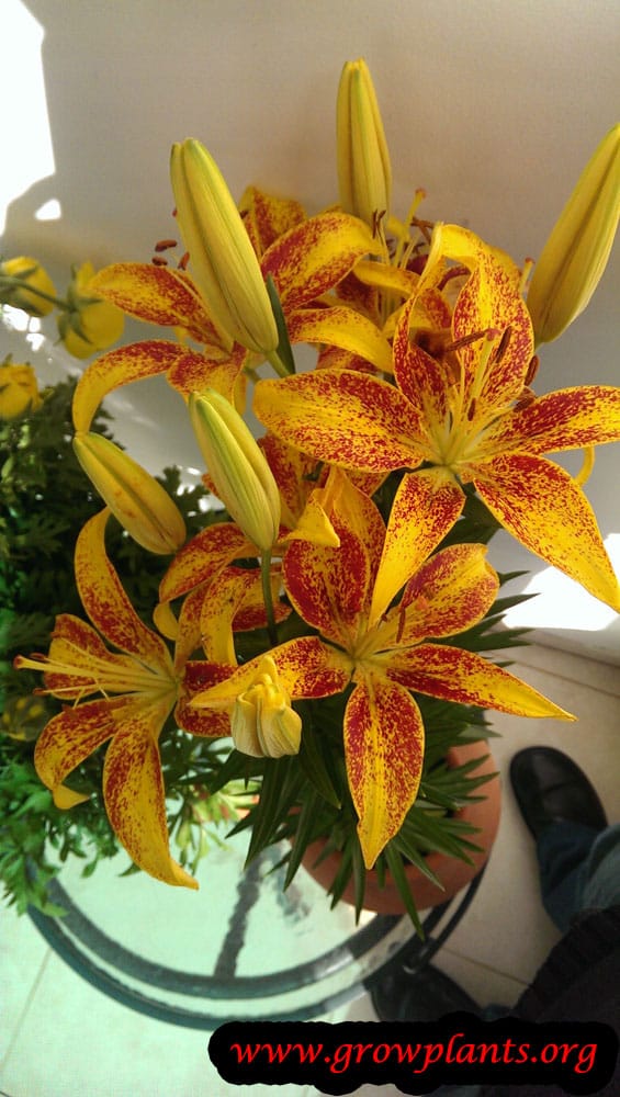 Asiatic lily How to grow & care