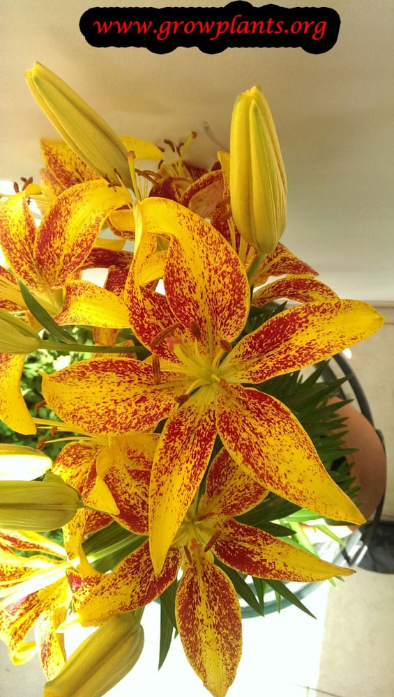 Asiatic lily How to grow & care