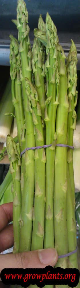 Asparagus plant harvest
