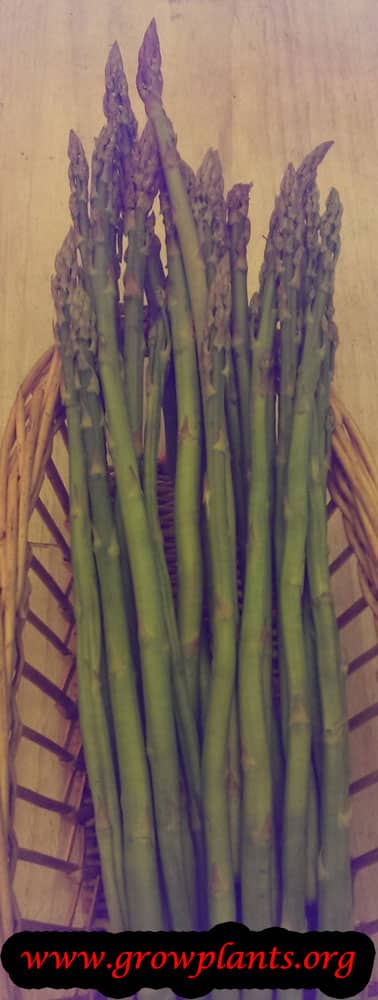 Asparagus plant care