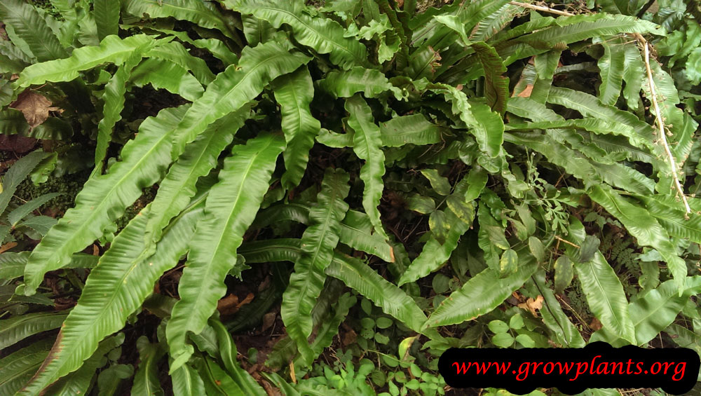 Asplenium scolopendrium care