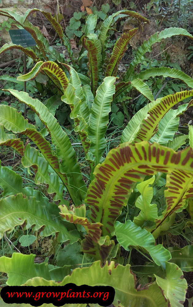 Asplenium scolopendrium