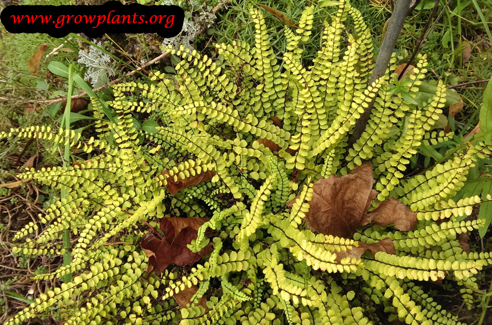 Asplenium trichomanes