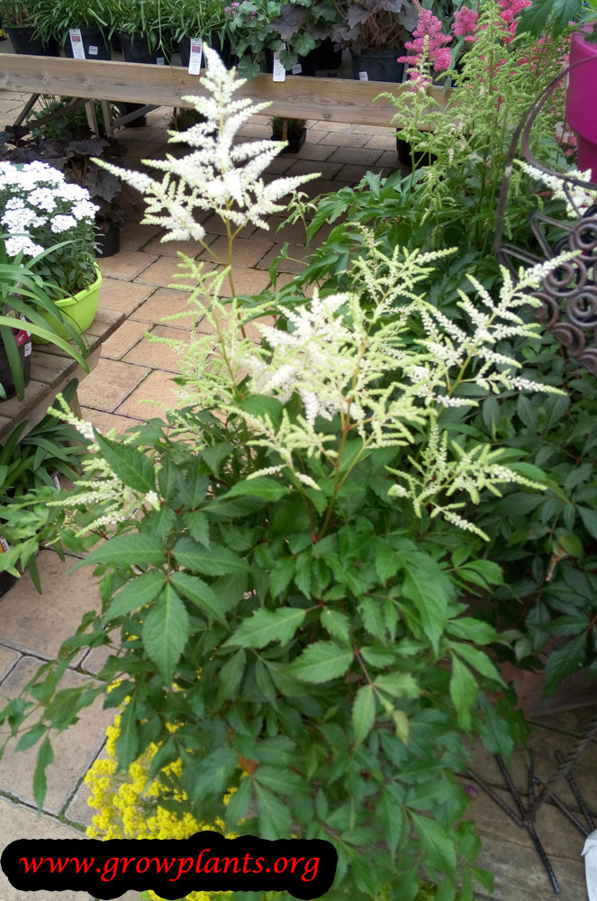 Astilbe plant