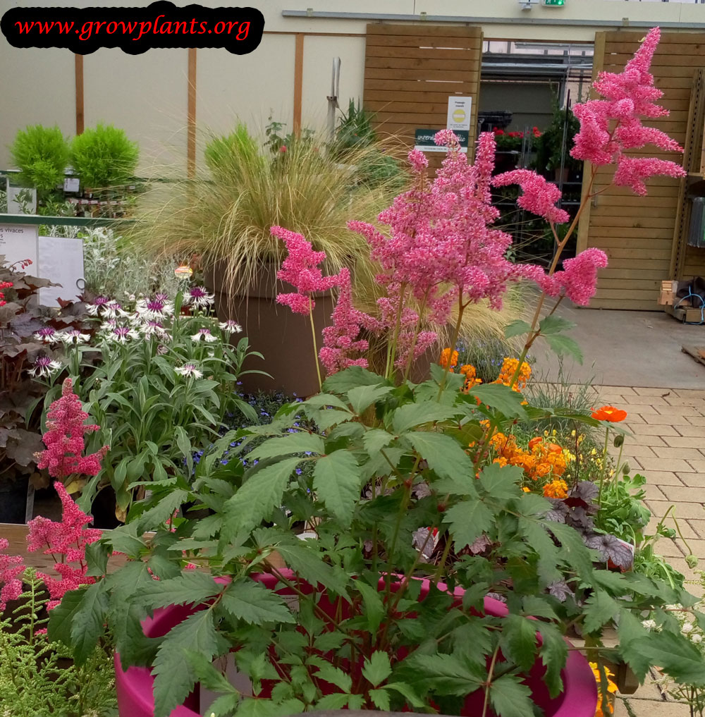 Astilbe