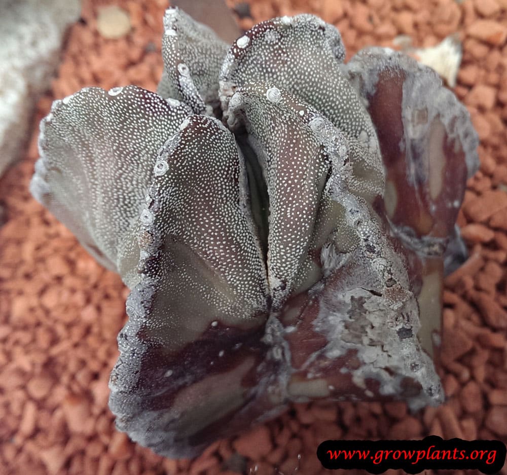 Astrophytum myriostigma growing