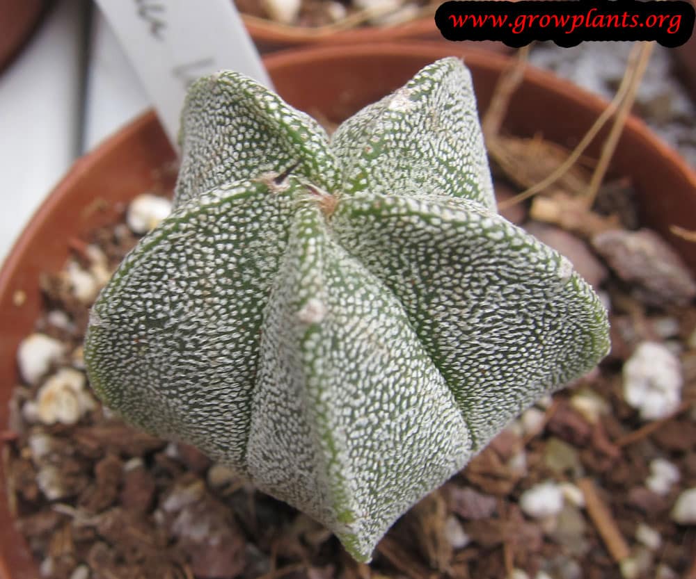 Astrophytum myriostigma