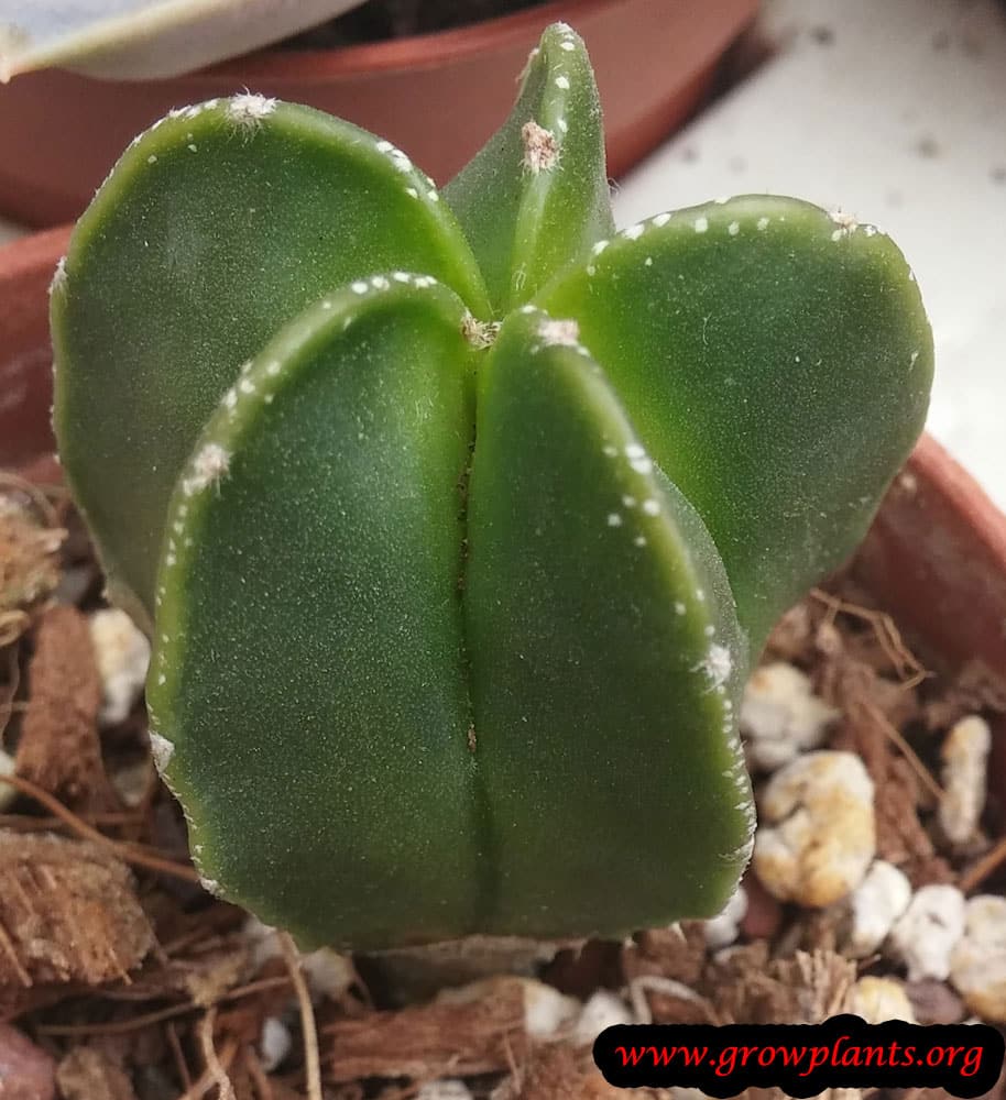 Astrophytum myriostigma care
