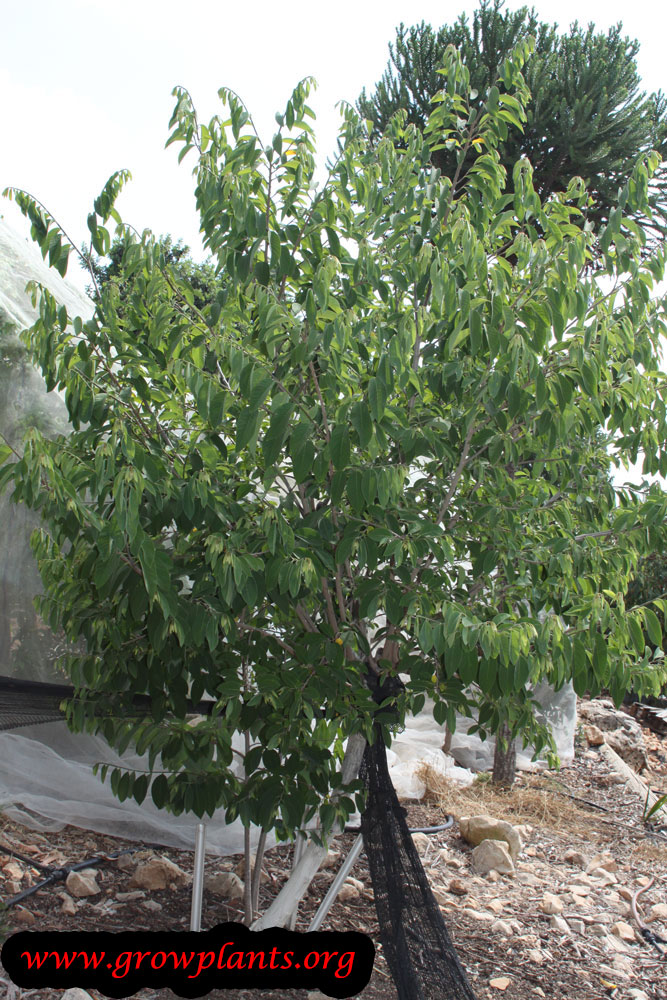 Atemoya