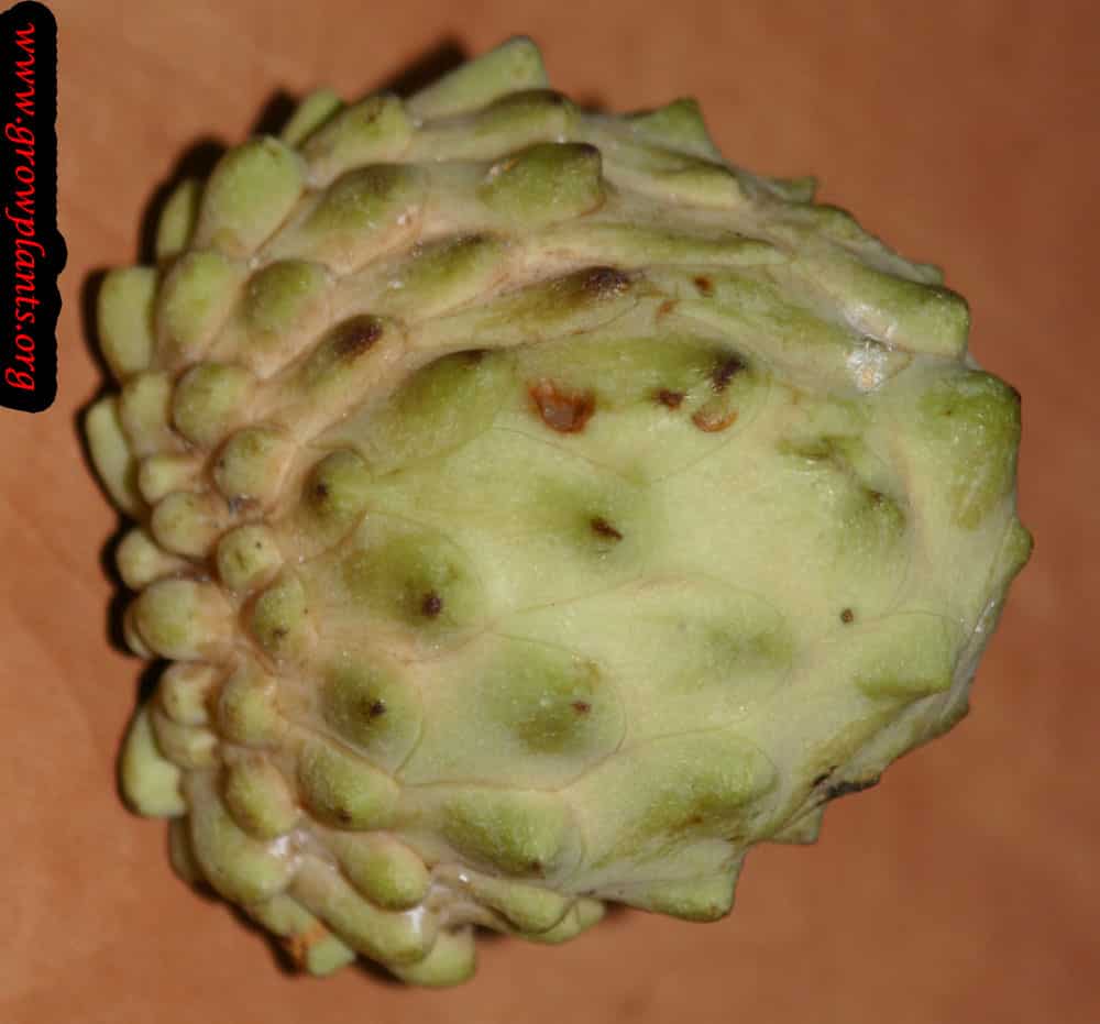 Atemoya fruits