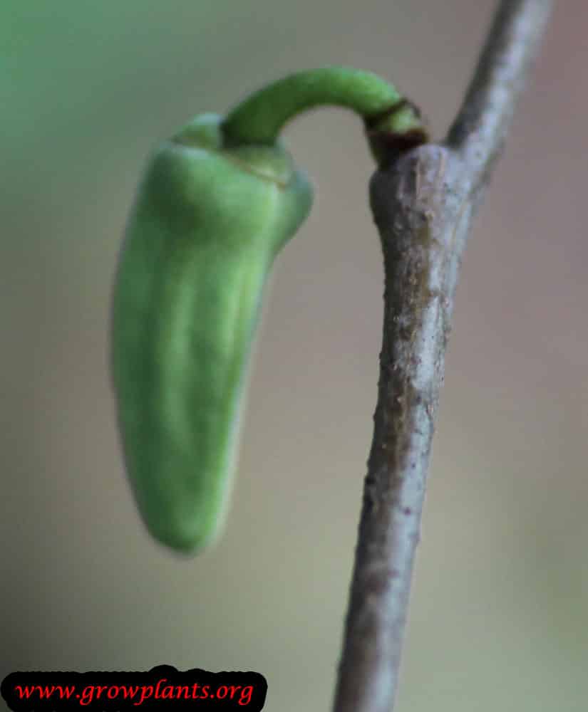 Atemoya flowers