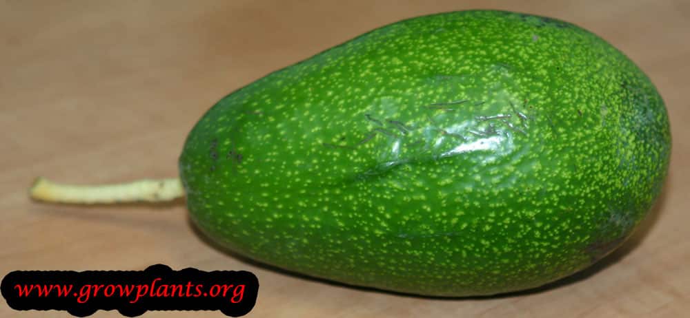 Avocado fruits