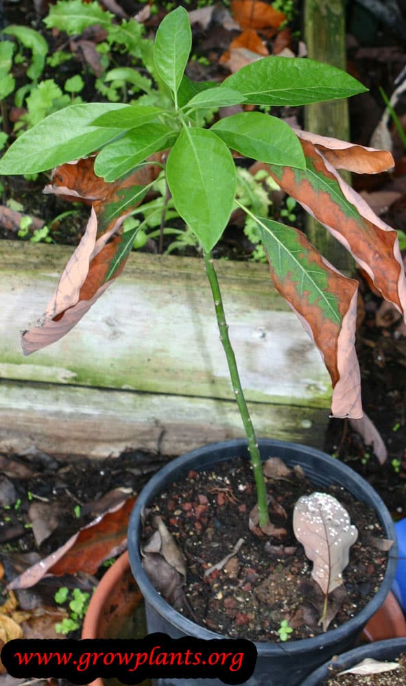 Avocado plant