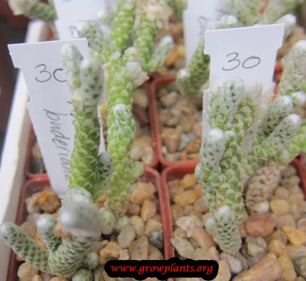 Avonia buderiana