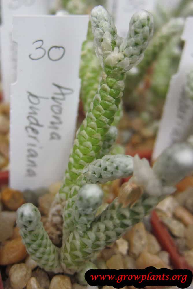 Avonia buderiana plant