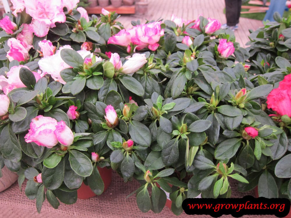 Azalea belgian indica