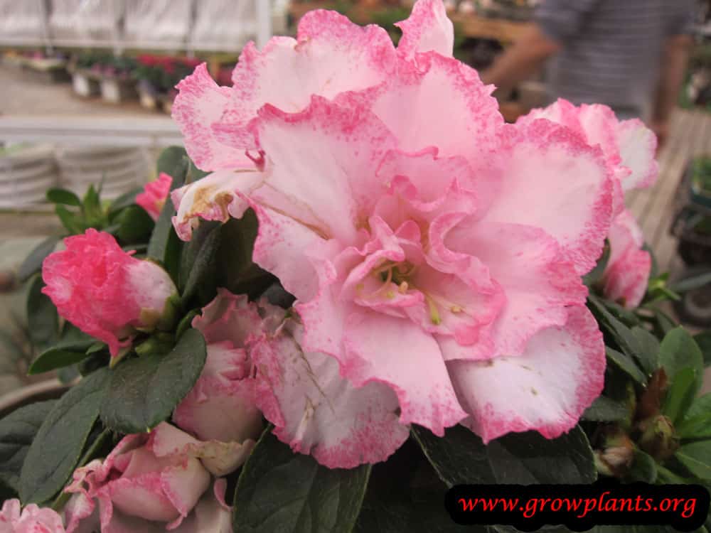 Azalea belgian indica plant
