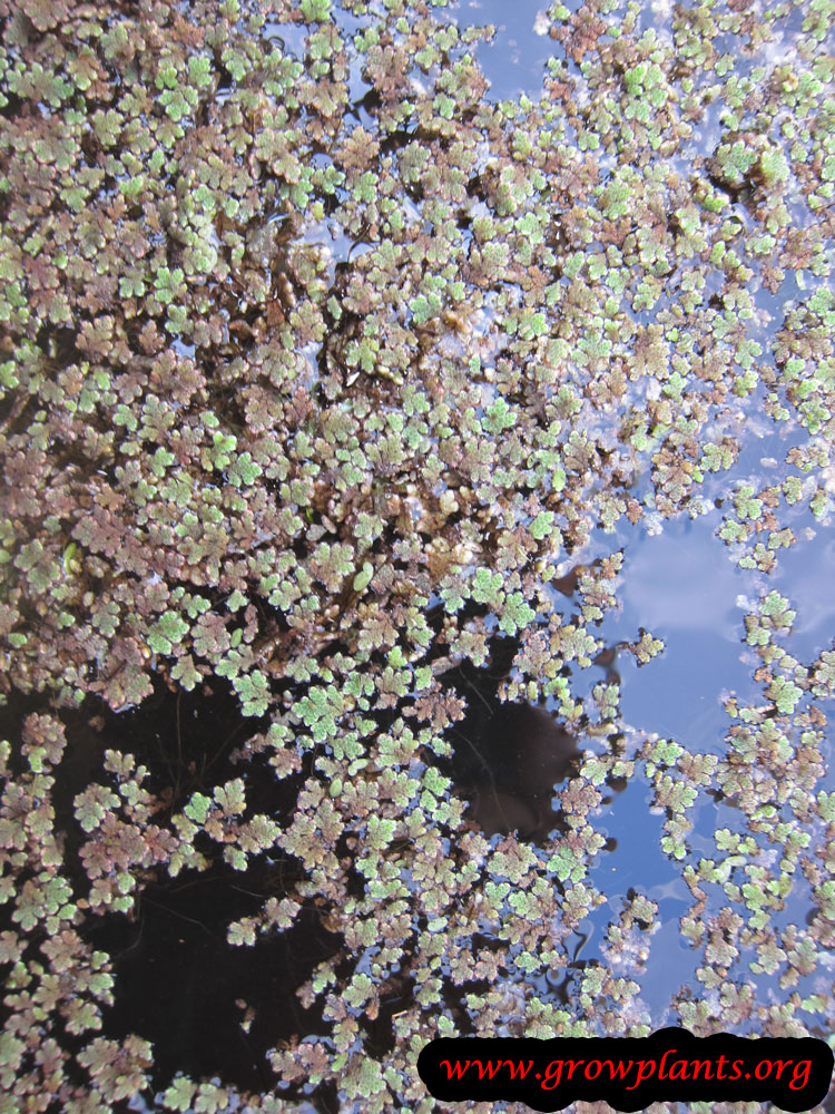 Azolla plant