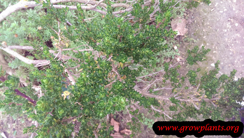 Baccharis concava