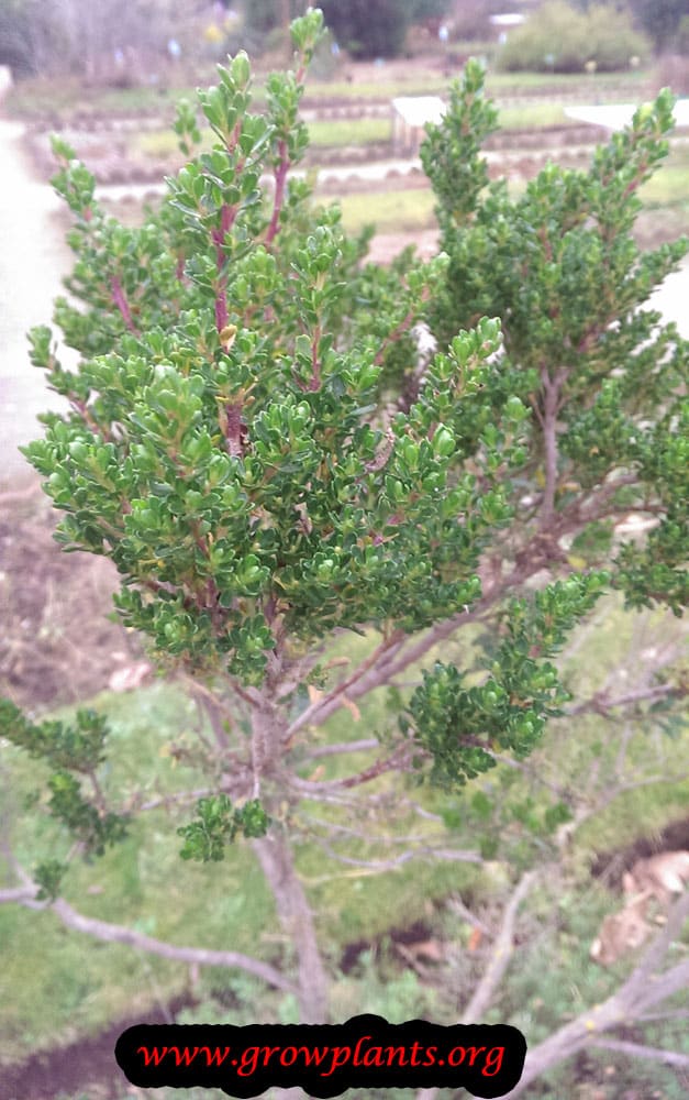 Baccharis concava plant