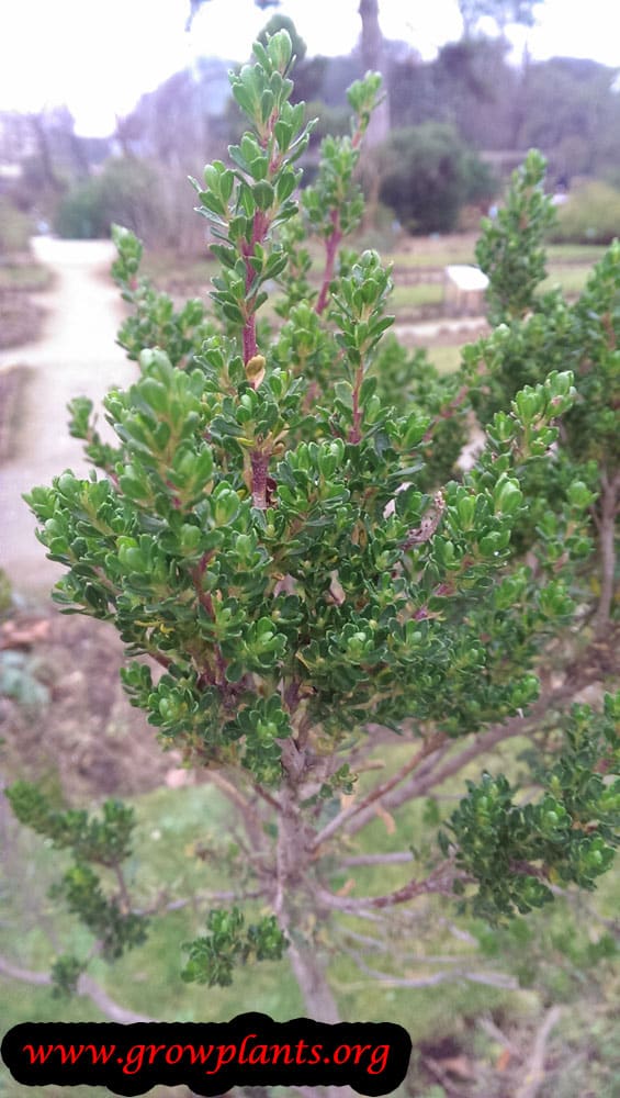 Baccharis concava care