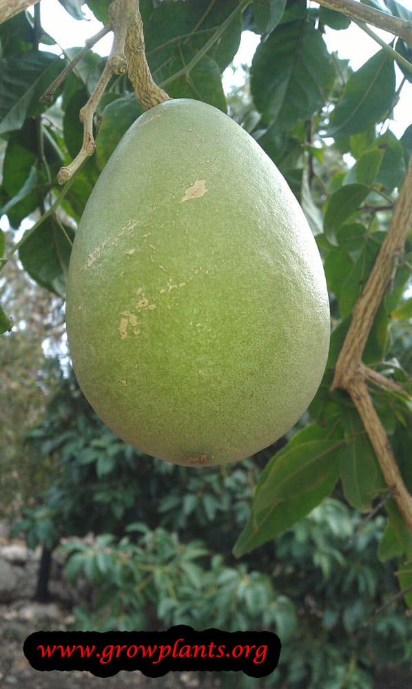 Bael fruit