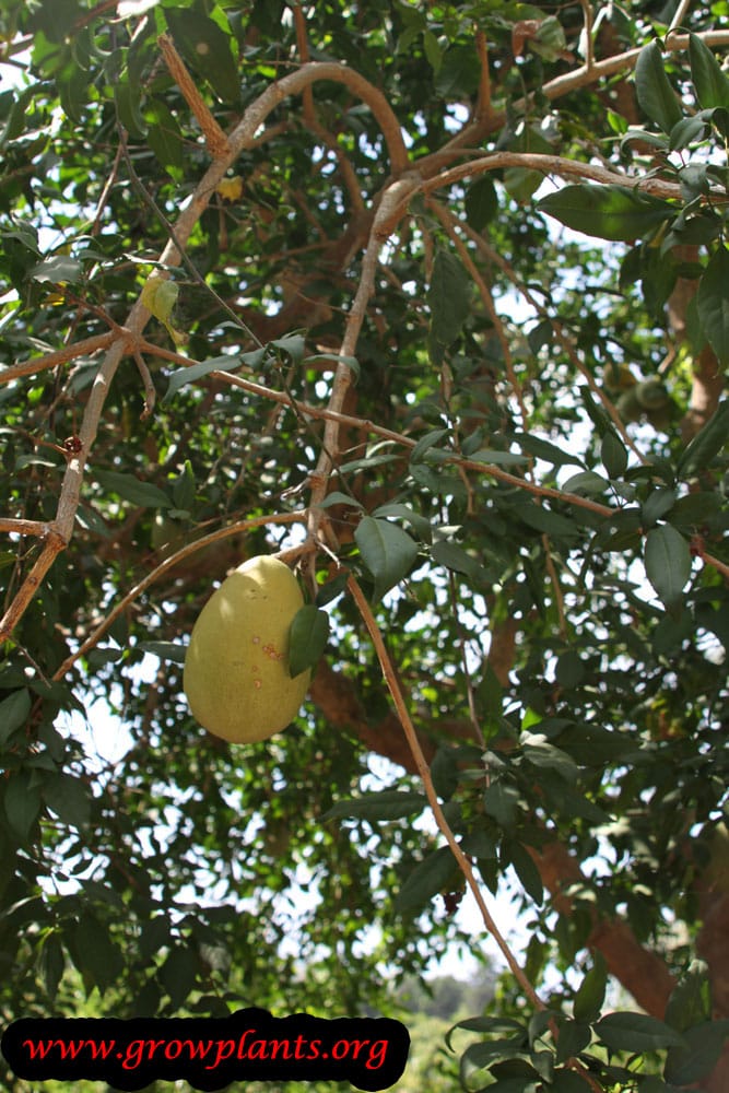 Growing Bael plant