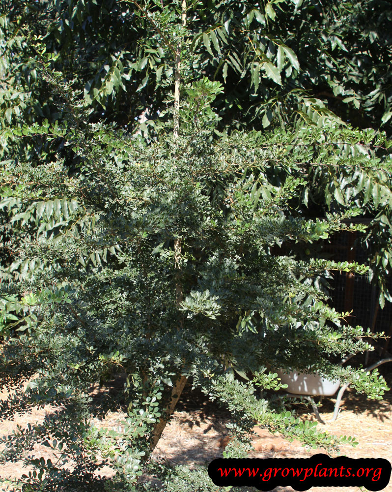 Bael plant