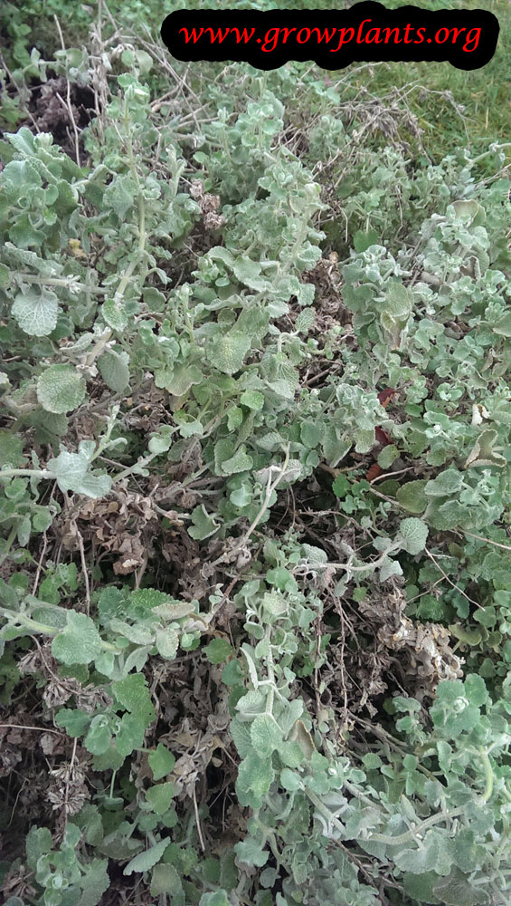 Ballota pseudodictamnus