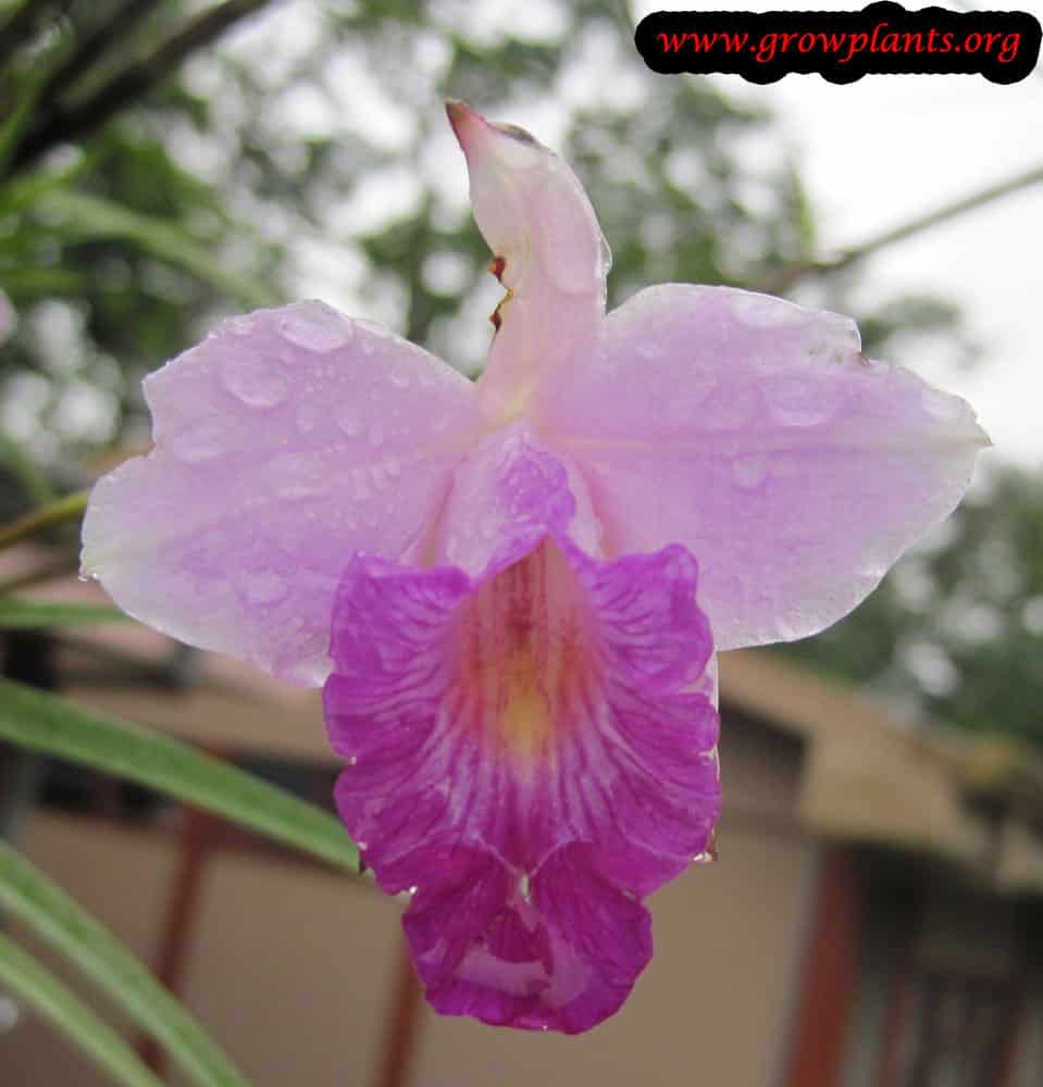 Bamboo orchid How to grow & care