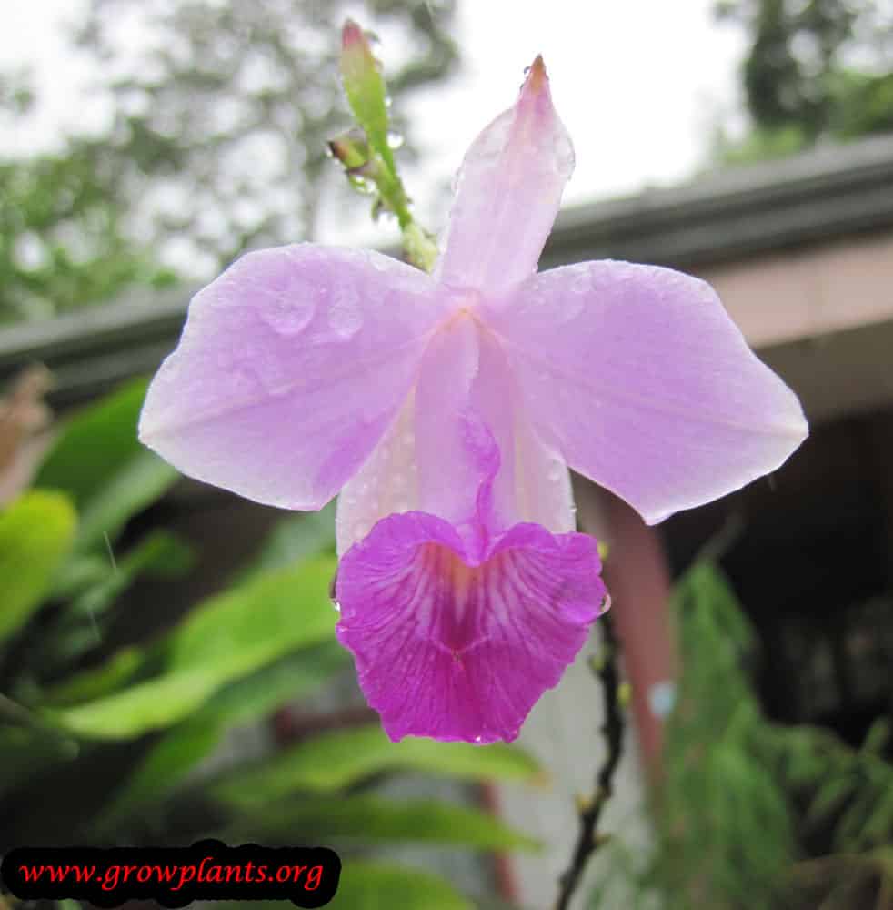 Bamboo orchid How to grow & care