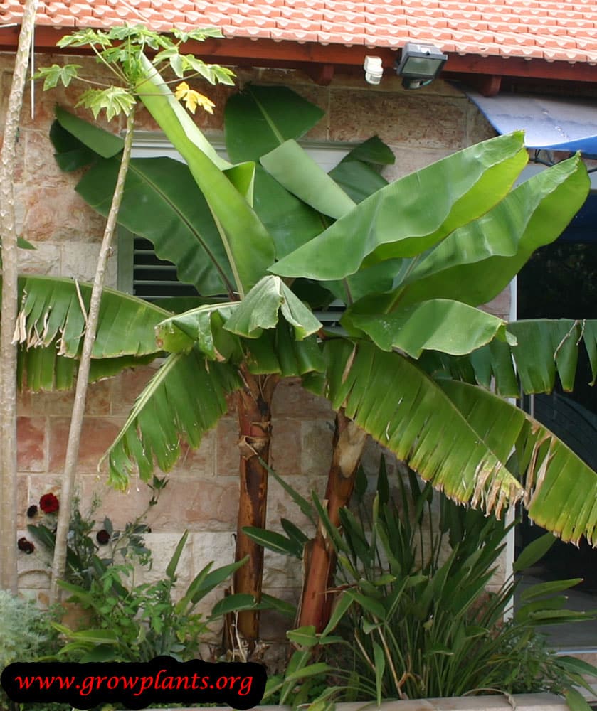 Banana tree