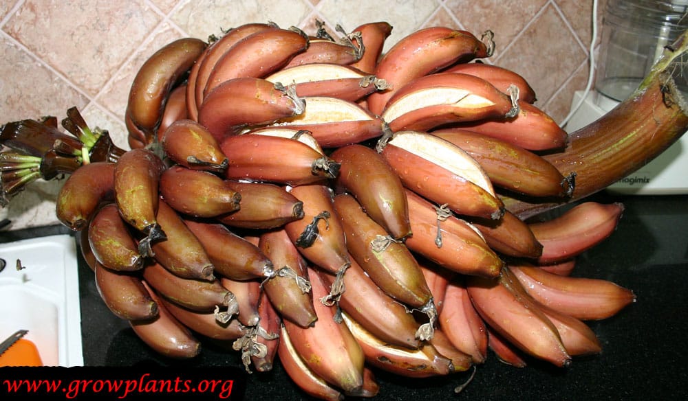 Red Banana tree