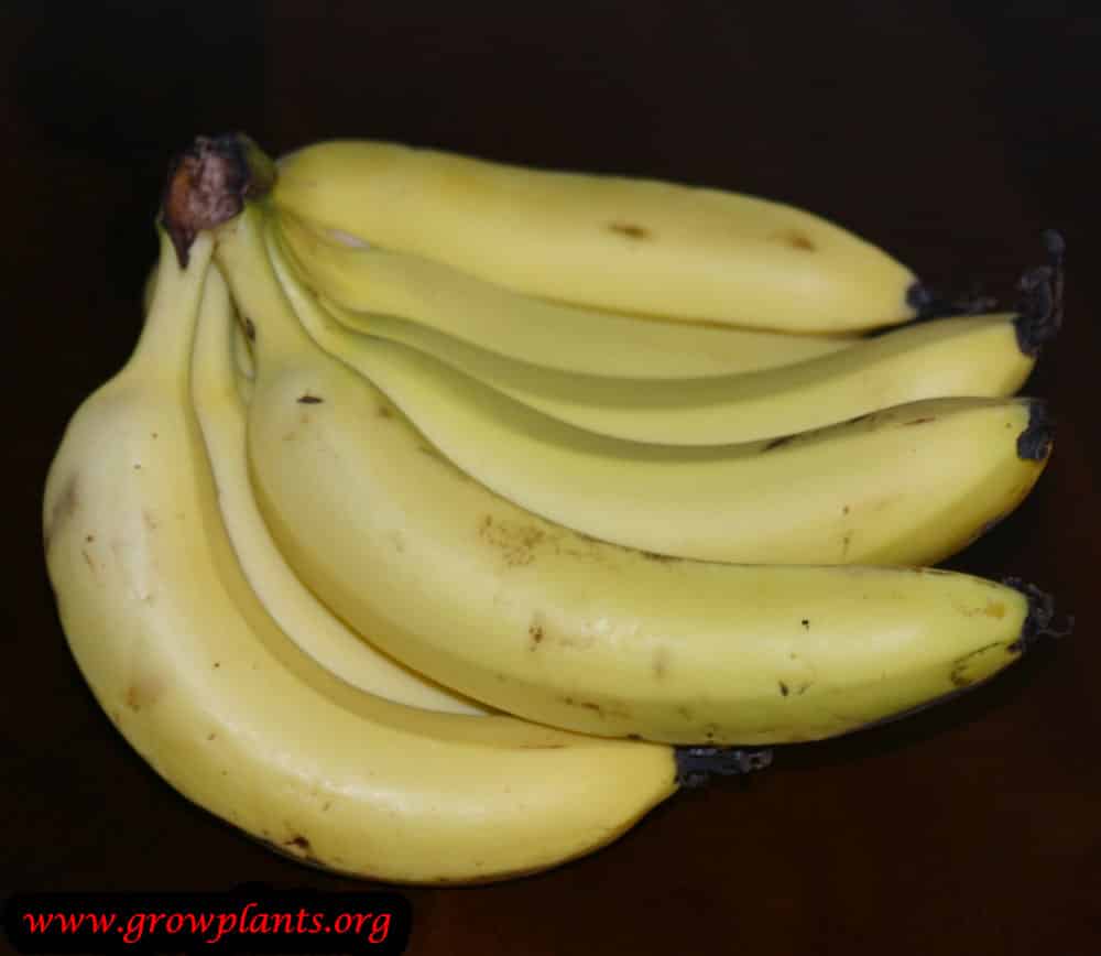 Yellow Banana tree