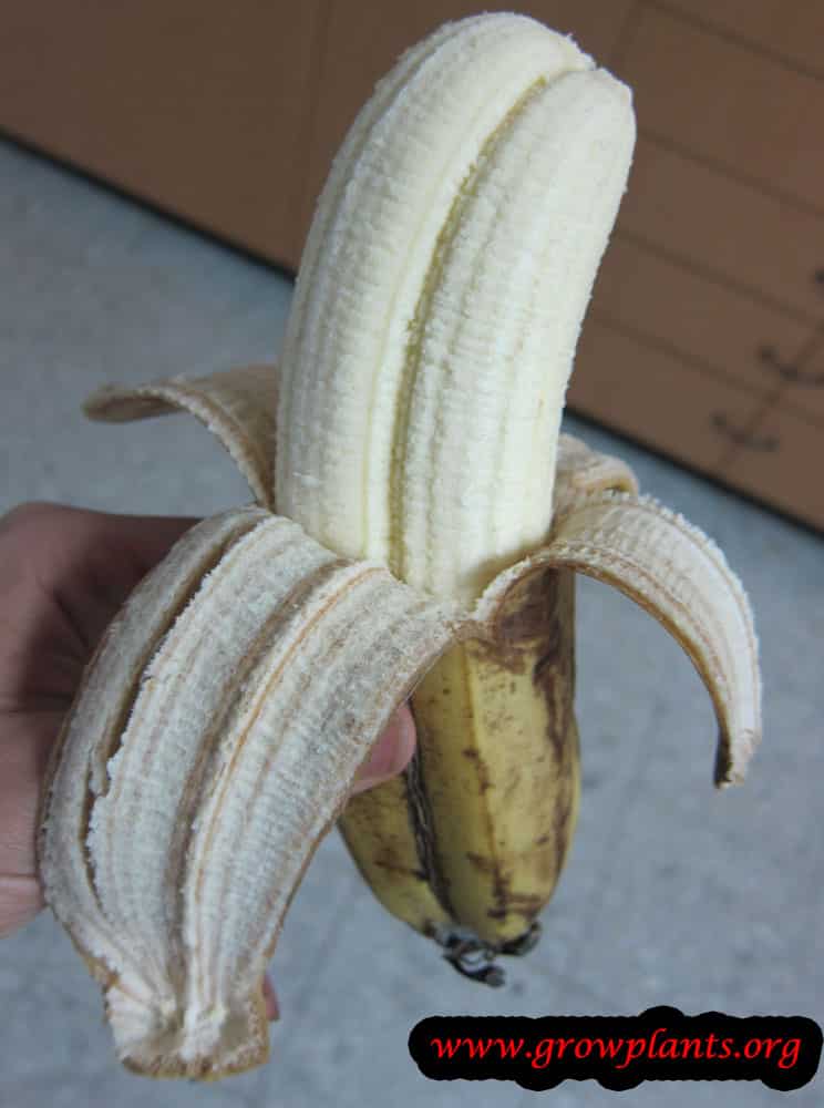 Banana tree growing